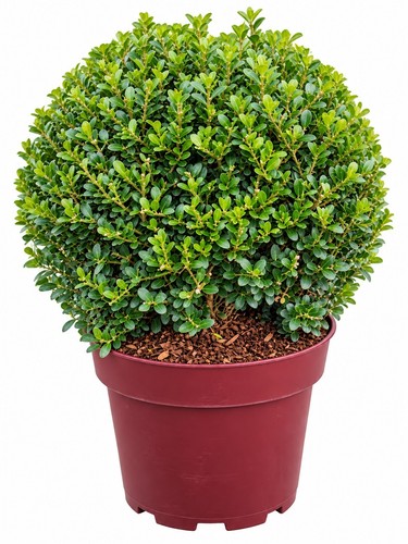 Ilex crenata glorie gem - gem, kugel