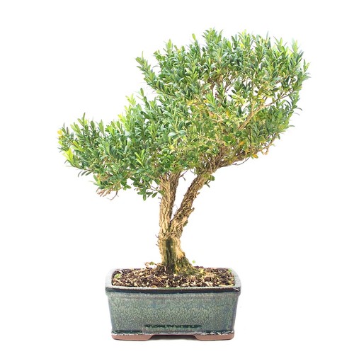 Bonsai chinesischer buchsbaum - bonsai,