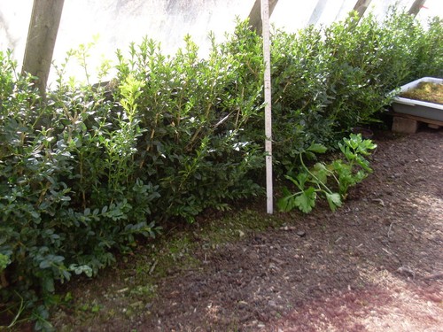 Stk buchsbaum 50cm - buchsbaum,