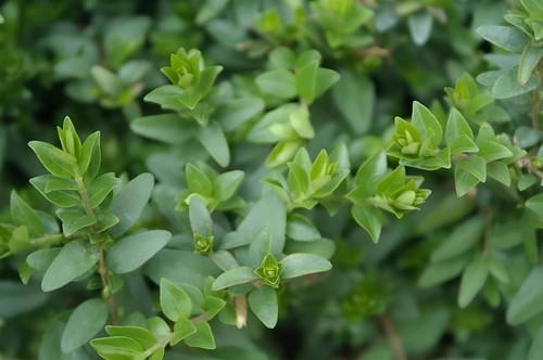Lonicera nitida - x,