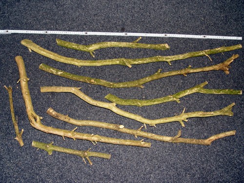 Bündel drechselholz - 1,