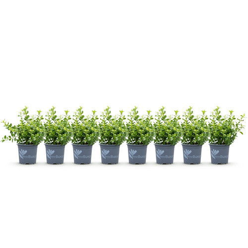 Buxus babylon beauty - beauty,