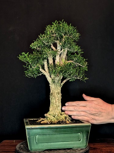 Bonsai chinesischer buchsbaum - chinesischer,