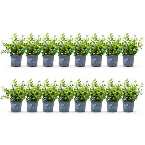16x buxus babylon - 16x, beauty