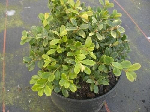 Buxus microphylla herrenhausen - buxus,