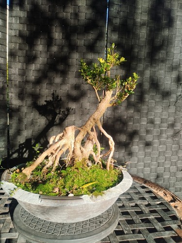 Pre bonsai buxus kifu - bonsai,