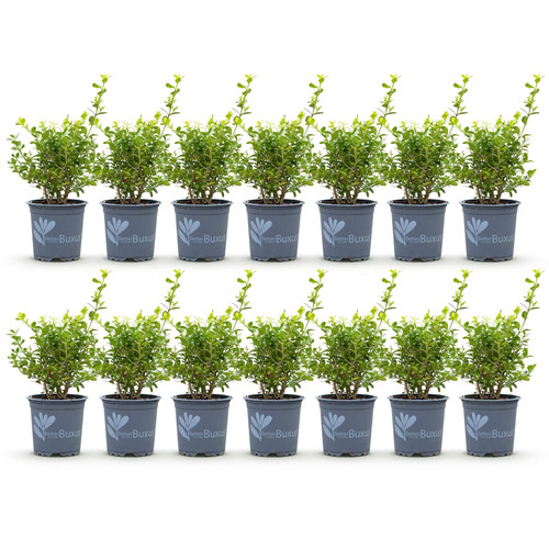 14x buxus babylon - beauty,