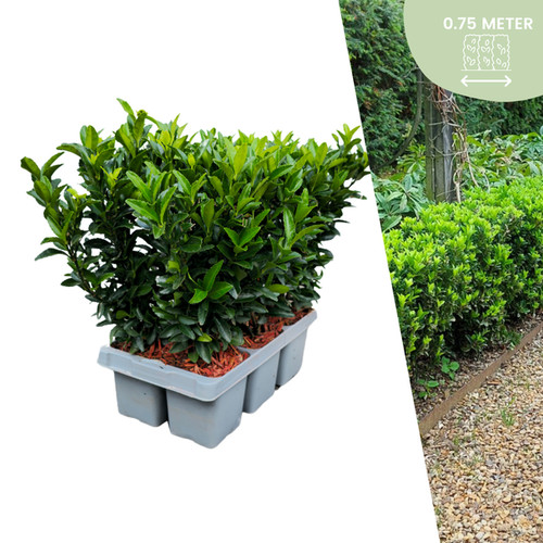 Euonymus green spire - 'green, spire'