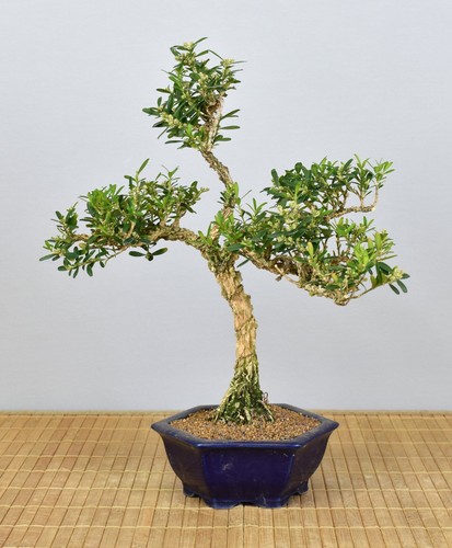 Bonsai indoor chinesischer - indoor,,