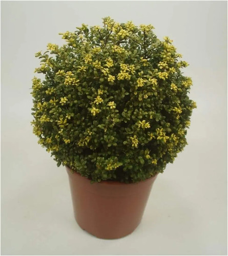 Ilex crenata convexa - 1x,