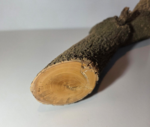 Stamm drechselholz buchsbaum - drechselholz,