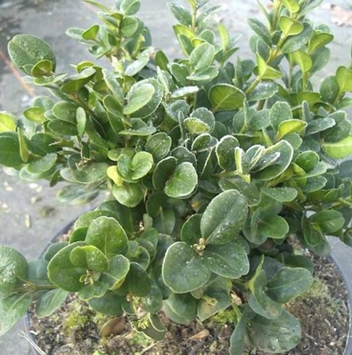 Buchsbaum rotundifolia 20cm - buchsbaum, 15-20cm