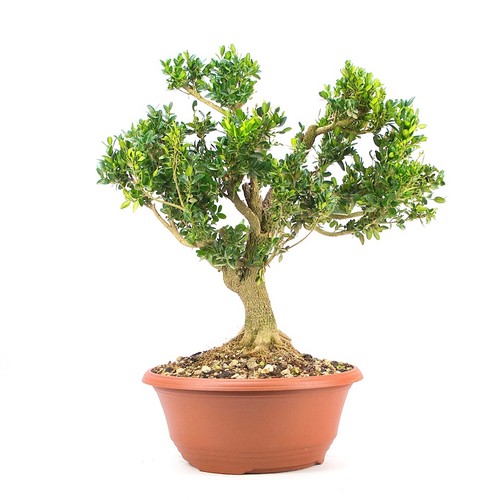 Pre bonsai buchsbaum buxus - buchsbaum, 'buxus