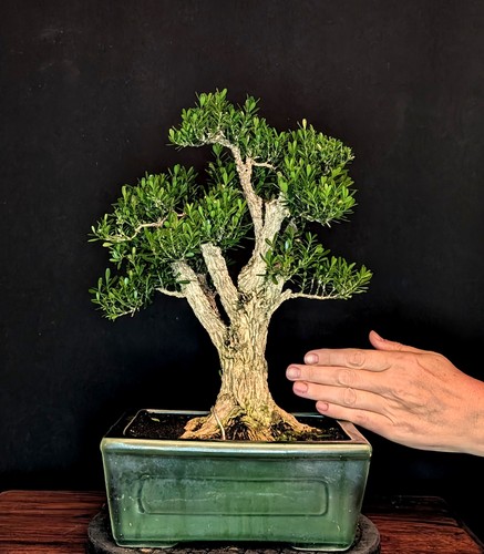 Bonsai chinesischer buchsbaum - bonsai,
