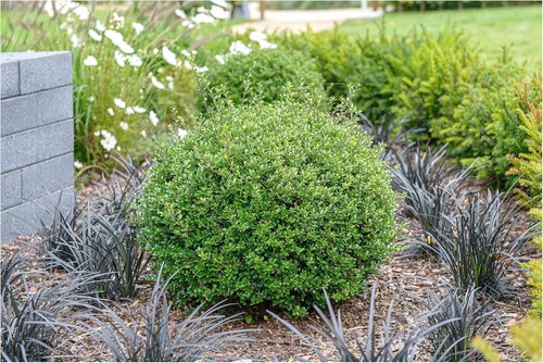 Ilex crenata glory gem - x, gem‘