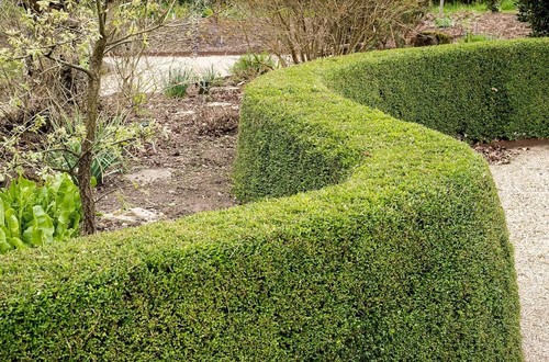 100 lonicera nitida - 100, x