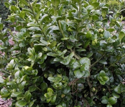 Buxus sempervirens