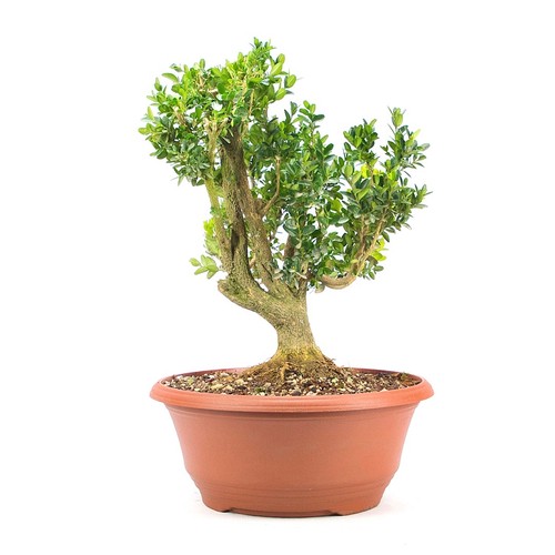 Pre bonsai buchsbaum buxus - pre-bonsai, 'buxus
