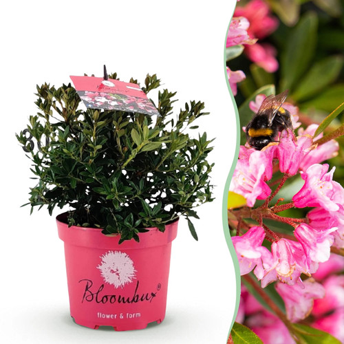 Zwerg rhododendron - zwerg,