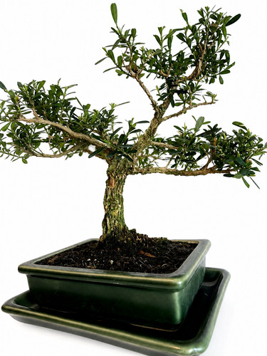 Bonsai buxus harlandii - bonsai,