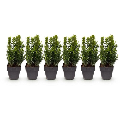 Buxus sempervirens - ,
