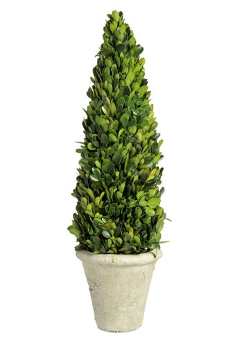 Topf*Buchsbaumkegel*Buxus