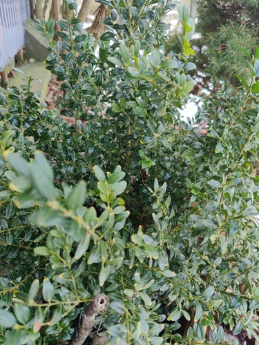 Gewöhnlicher buchsbaum buxus - gewöhnlicher,