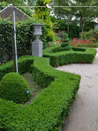 Buchsbaum 100 20 buxus - 20,