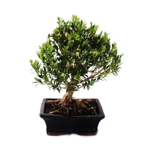 Exotenherz bonsai buchsbaum - -,