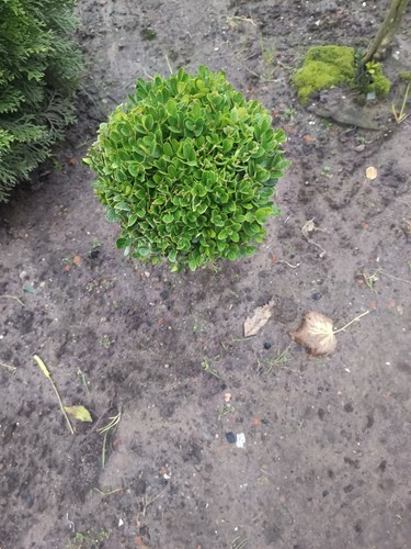 Mini buchsbaumstämmchen - ,