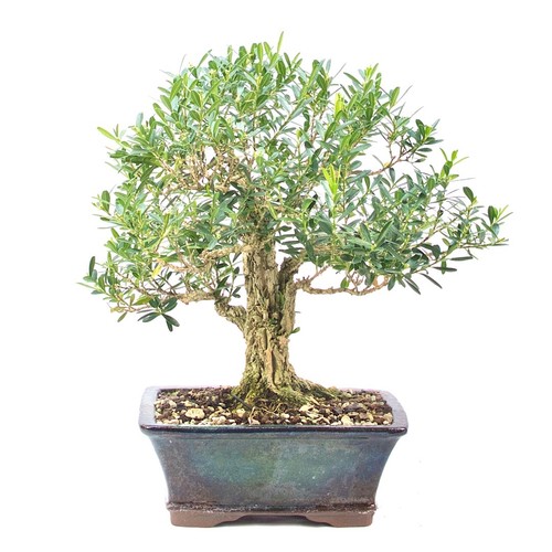 Bonsai chinesischer buchsbaum - chinesischer,