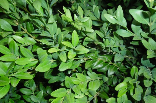 Buchs buchsbaum schnittgrün - buchsbaum,