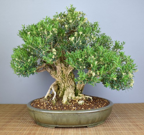 Bonsai indoor chinesischer - bonsai,