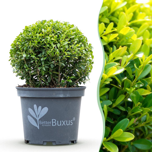 Buxus skylight buchsbaum - buxus,