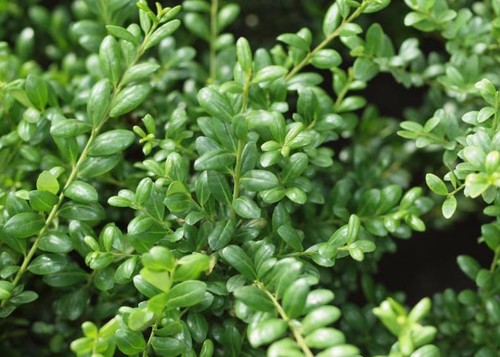 Ilex crenata convexa - crenata, 'convexa‘