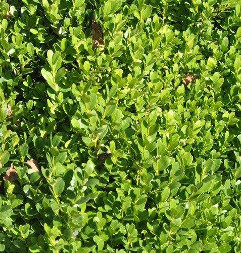 Buchsbaum suffruticosa 30cm - buchsbaum,