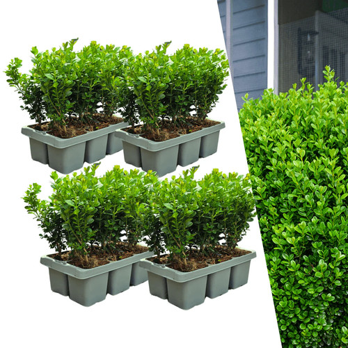 Buchsbaum buxus newgen - buchsbaum,