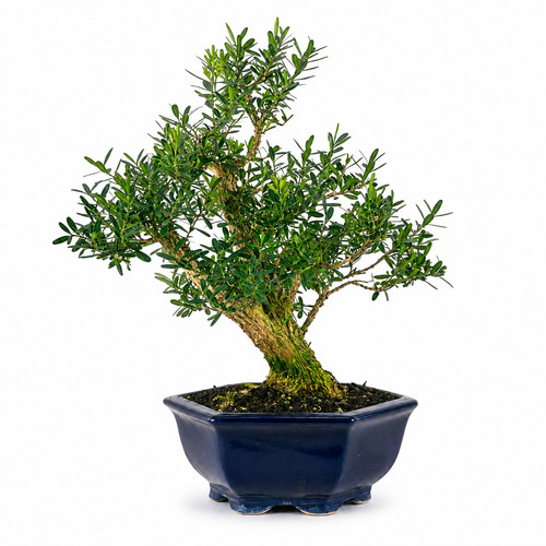 Bonsai jahre buxus - bonsai,
